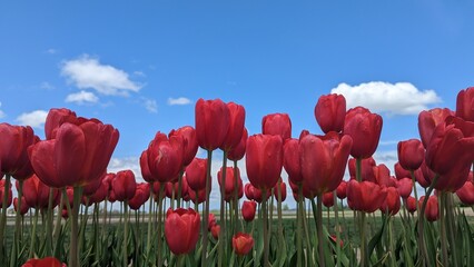 Close up of red tulips blooming with blue sky and puffy clouds