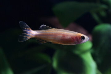 Zebrafish (Danio rerio) in planted aquarium
