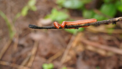 photo hunting in nature. millipede on a branch. lots of animals