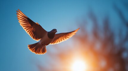 Obraz premium Dove soars gracefully through the sky, bathed in the warm hues of sunlight, embodying freedom and peace