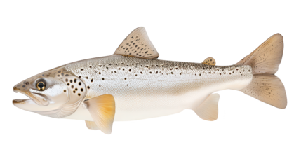 Striking fish portrait, majestic fish on a black background isolated in underwater photography