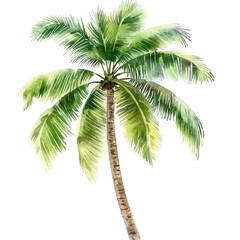 Obraz premium Tropical palm tree swaying in the warm breeze isolated on png transparent background, cut out