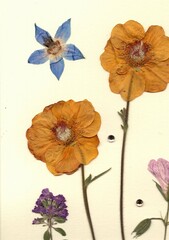 Pressed summer flowers and beads on a cream background.