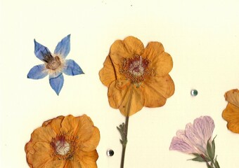 Pressed summer flowers and beads on a cream background.