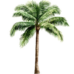 Obraz premium Lush palm tree standing tall against a clear sky isolated on png transparent background, cut out