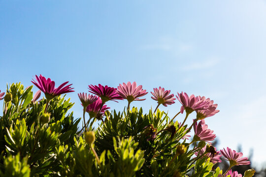 Fleurs de marguerites dimorphotheca violettes ensoleill&eacute;es dans un massif avec ciel bleu