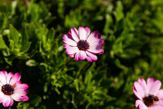 Fleurs de marguerites dimorphotheca de couleur blanche violette en gros plan dans un massif vert ensoleill&eacute;