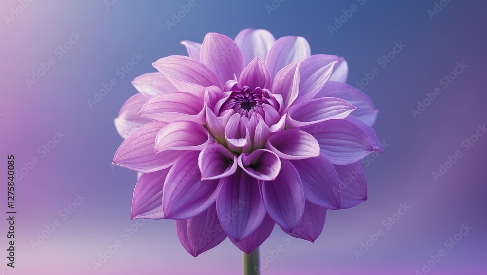 Poster close-up of a vibrant purple dahlia flower in full bloom with delicate petals against a soft gradien