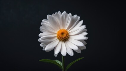 Single white daisy flower with vibrant yellow center displayed against a stark black background showcasing simplicity and elegance.