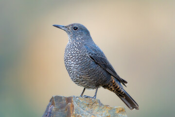 Blue Rock Thrush