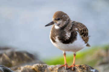 Ruddy Turnstone