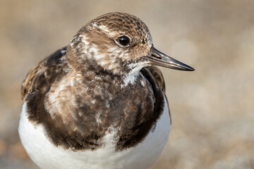 Ruddy Turnstone