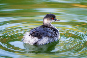 Black-necked Grebe