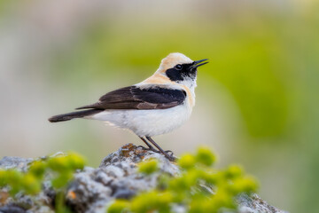  Black-eared Wheatear