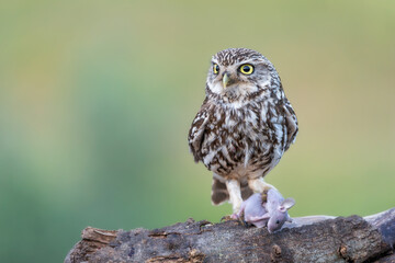 Little Owl