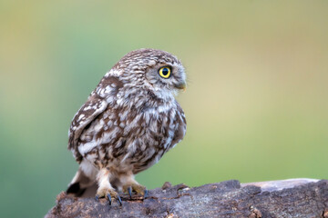 Little Owl