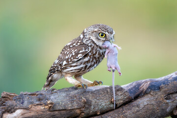 Little Owl