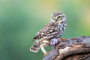 Little Owl