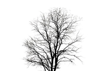 sagoma di colore nero di un albero spoglio in inverno, scontornata su sfondo trasparente