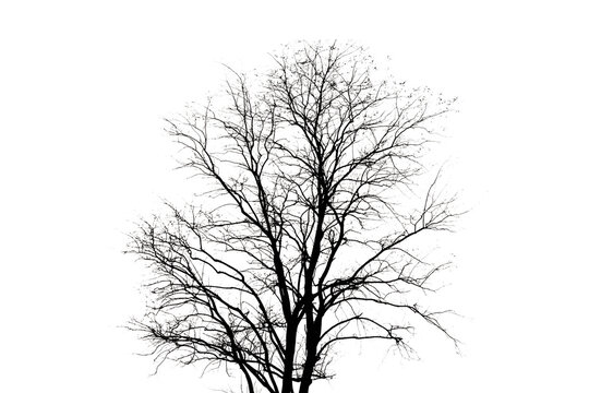 sagoma di colore nero di un albero spoglio in inverno, scontornata su sfondo trasparente