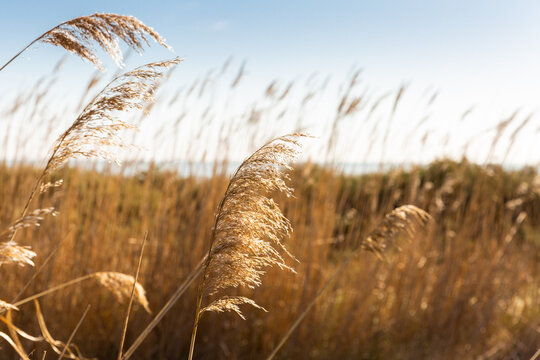 Roseaux sauvages bruns dor&eacute;s ensoleill&eacute;s en Camargue en gros plan dans un champ avec ciel bleu et &eacute;tang en arri&egrave;re plan