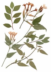 Pressed summer flowers on a white background.