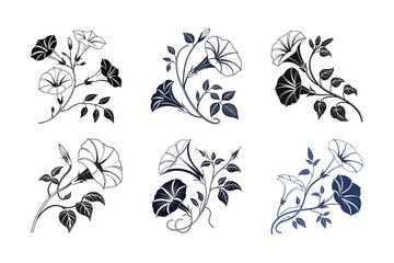 Morning Glory (Ipomoea spp.) silhouette vector illustration