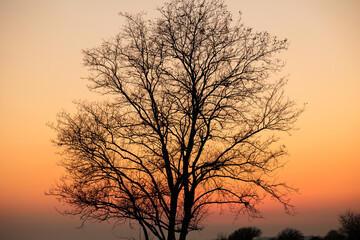 dettaglio della sagoma nera di un albero spoglio e senza foglie, in inverno, in controluce, con il...