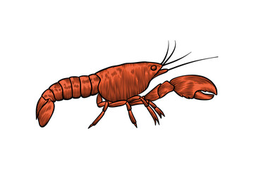 hand drawn crawfish illustration with color