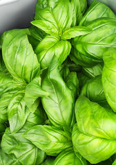 Fresh Green Basil Leaves Close-up of Organic Herb Texture