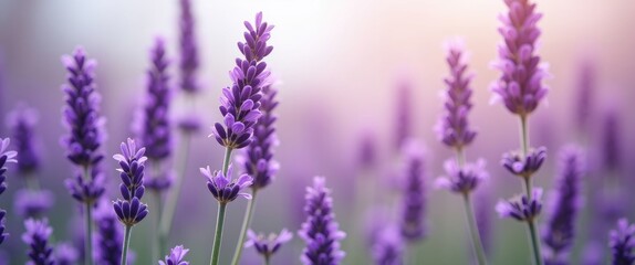 Fototapeta premium Vibrant Purple Lavender Flowers Blooming Gracefully with Soft Background and Ample Space for Text or Branding Elements