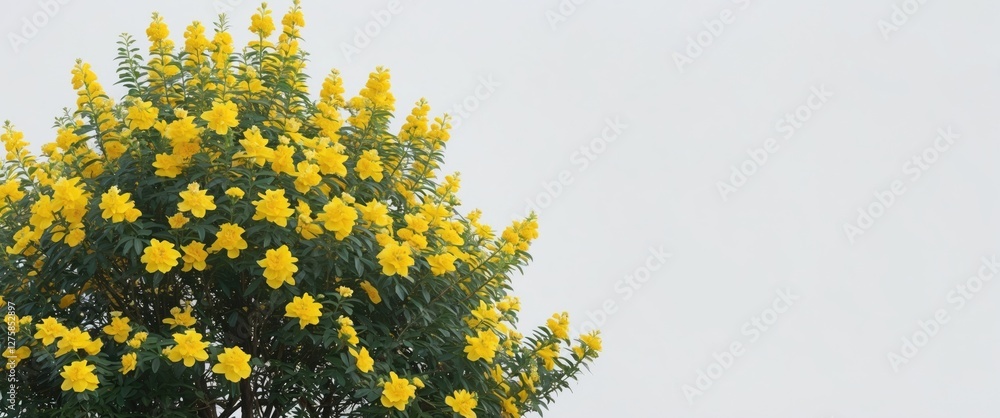 Poster vibrant yellow flowering bush tree isolated on white background with ample copy space for text or de