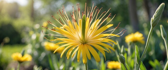 Obraz premium Bright Yellow Flower with Long Stamens Blooming in a Sunny Garden Setting, Perfect for Nature Themed Designs and Empty Text Space.