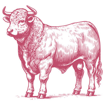 Hand-drawn vector illustration of Simmental cattle in a detailed minimalist line art style for modern and creative projects