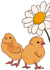 cute cartoon chicks and chamomile isolate on a transparent background. easter, spring illustration