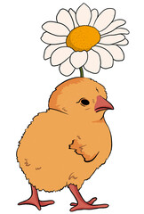 cute cartoon chick and chamomile isolate on a transparent background. easter, spring illustration