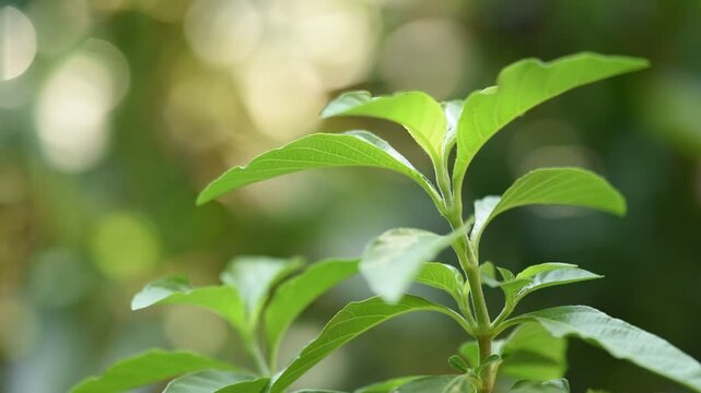 Peristrophe bivalvis green leaves or tree on natural background.
