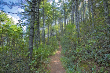 Fototapeta premium Buddha Point Nature Trail Trek in Thimphu City