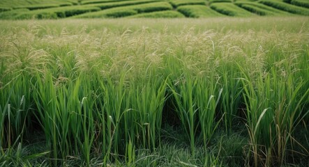 Obraz premium Lush Green Grass Field with Layered Rice Terraces Under Soft Light at Sunset