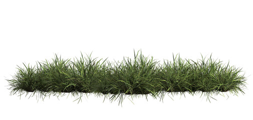 3d render of Chinese Lilyturf, bush,isolated over transparent background, PNG cut-out