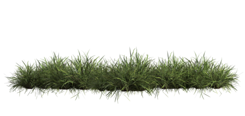 3d render of Chinese Lilyturf, bush,isolated over transparent background, PNG cut-out
