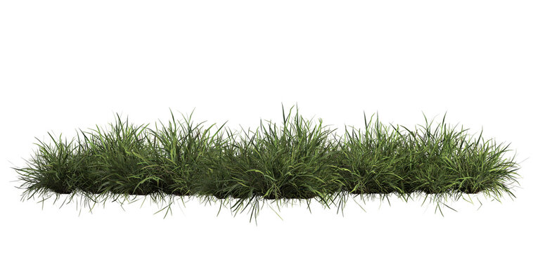 3d render of Chinese Lilyturf, bush,isolated over transparent background, PNG cut-out - Powered by Adobe