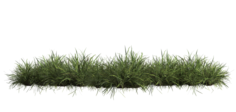3d render of Chinese Lilyturf, bush,isolated over transparent background, PNG cut-out