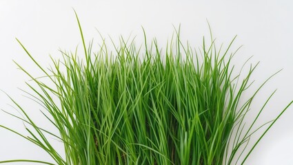 Obraz premium Lush Green Grass Isolated on White Background Ideal for Nature and Gardening Themes in Advertising and Design Projects