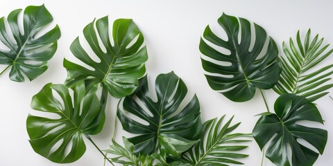 Lush Green Monstera Leaves Arranged on White Background for Decorative Use with Ample Space for Text or Graphics in Modern Design.