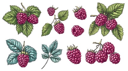 Hand-drawn raspberries and leaves on white background