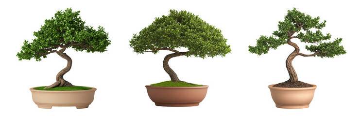 Unique Bonsai Trees in Elegant Decorative Pots Isolated on transparent background