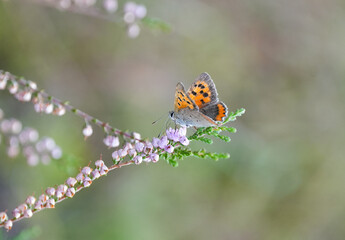 Portrait of a small fire butterfly. Butterfly collects nectar on a plant. Lycaena phlaeas. Small copper, American copper, or common copper.
