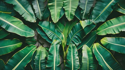 Lush Green Banana Leaves Top View Background with Text Space for Nature or Tropical Theme Designs