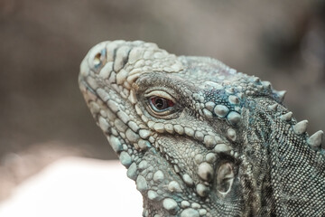 Portrait of an iguana. Animal in close-up.
